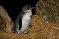 Tucnak nejmensi - Eudyptula minor - Little Penguin - korora 7468a